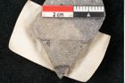 Foto (Detailansicht) von Caulinites otagoicus Ettingshausen (NHMW-GEO-2024-0188-10120b)